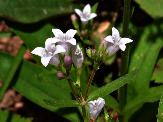 {Houstonia longifolia var. compacta}